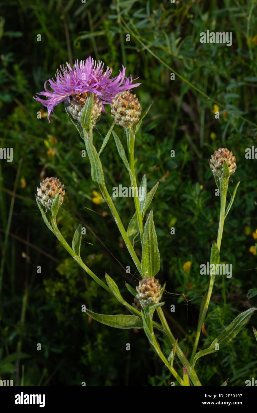 Centaurea scabiosa subsp. Apiculata, Centaurea apiculata, Asteraceae. Wilde Pflanze im Sommer. Stockfoto