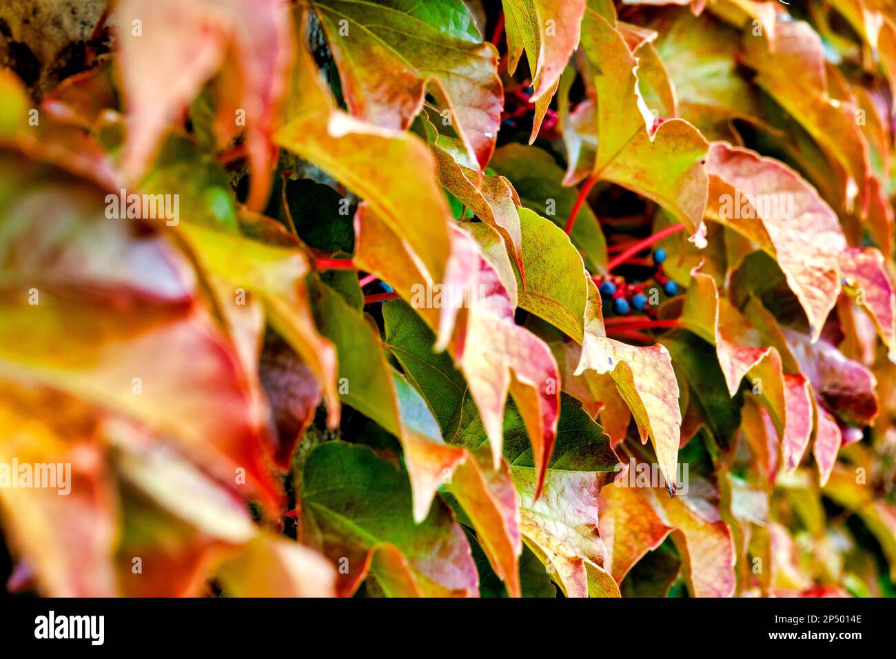 Nahaufnahme eines Bostoner Ivy-Werks (Parthenocissus tricuspidata) Stockfoto