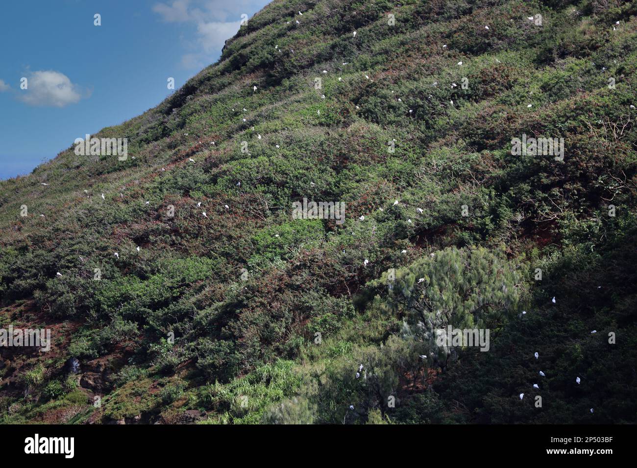 Ein Hügel mit tiefliegender Vegetation, der eine große Anzahl Laysan Albatross im Kilauea Point National Wildlife Refuge auf der Insel beherbergt Stockfoto