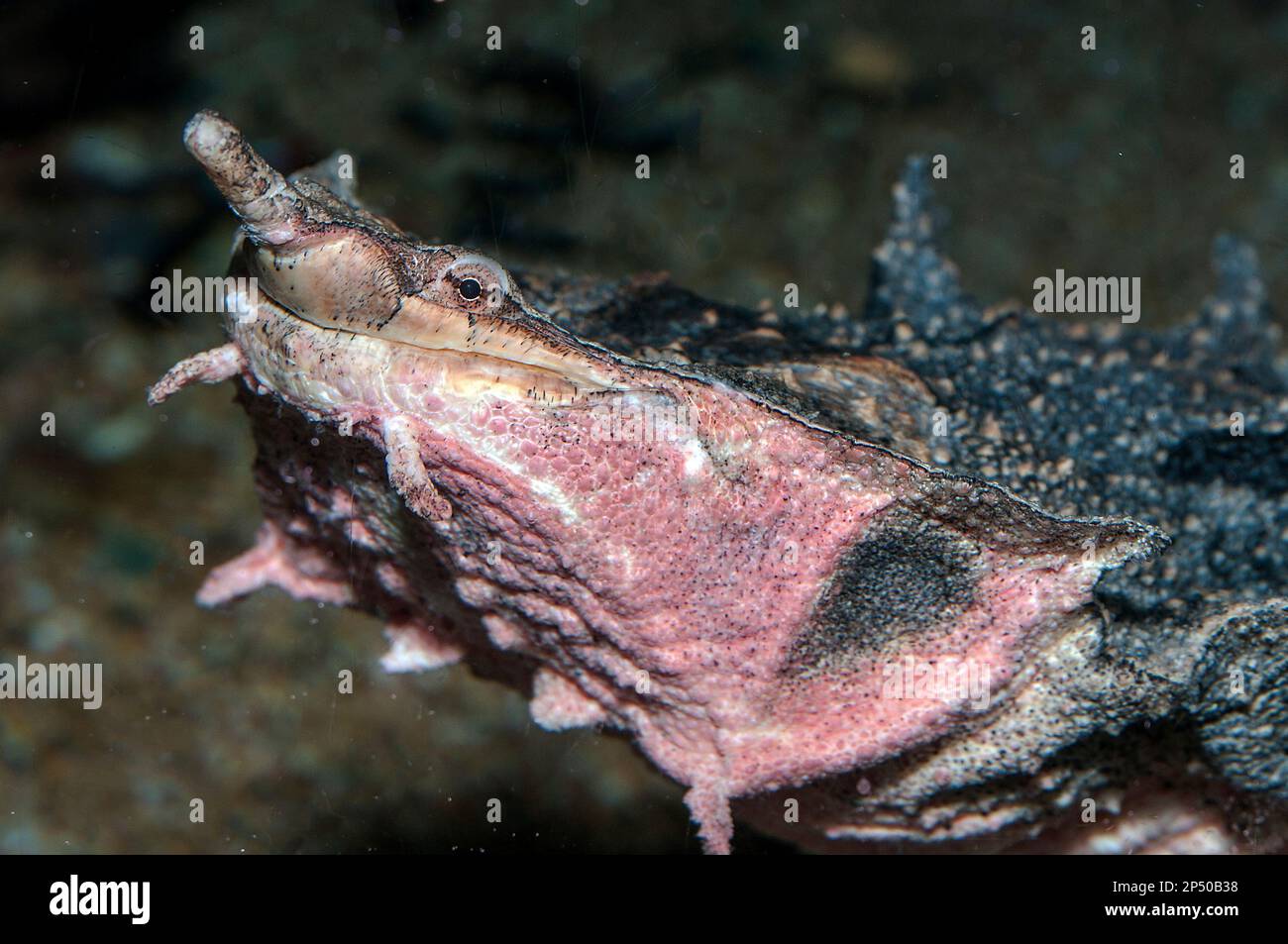Mata-mata-Schildkröte Nahaufnahme von Gesicht und Mund. Seitenansicht Stockfoto
