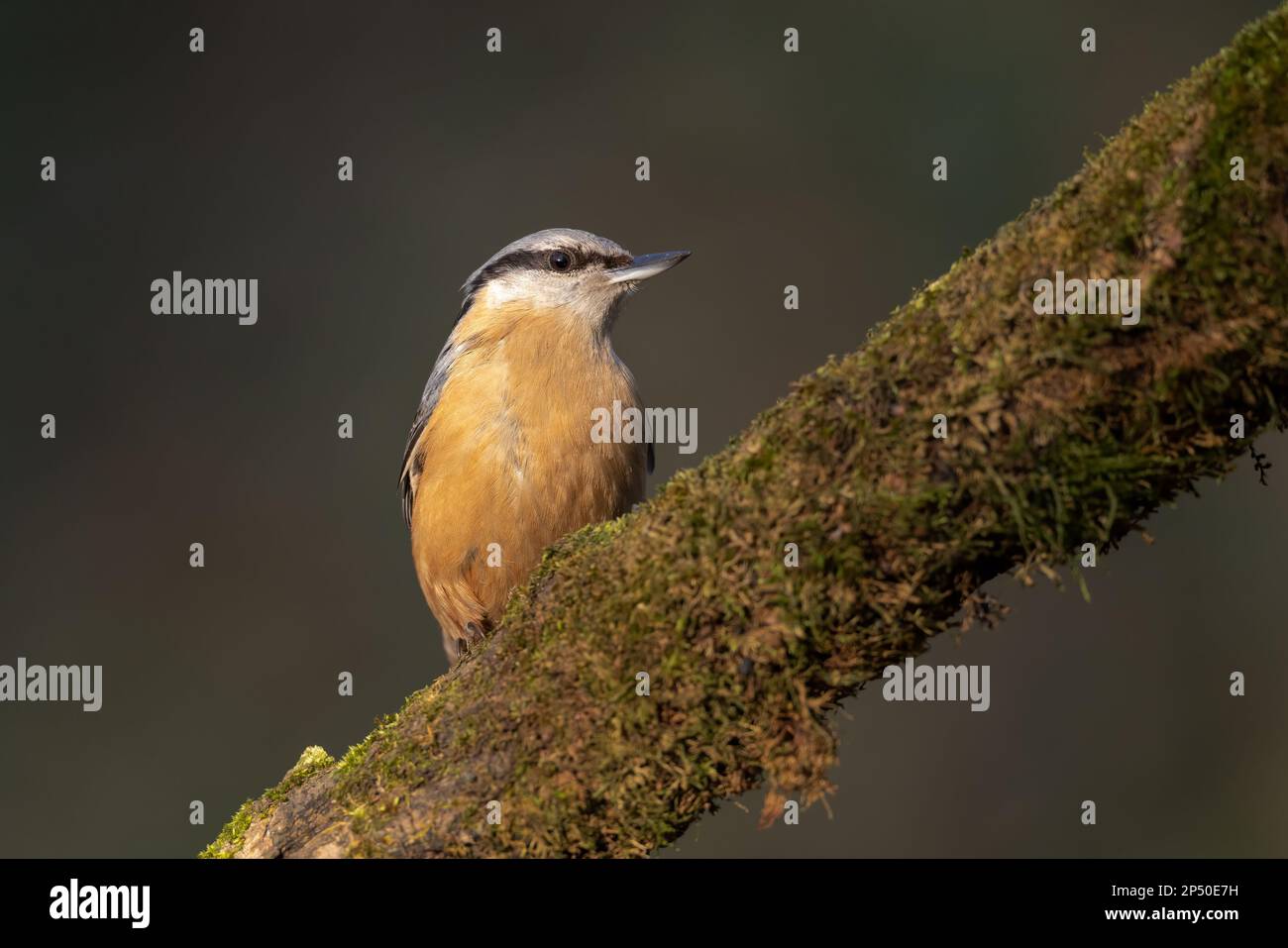 Der eurasische Nacktvogel Sitta europaea, hoch oben auf dem Baumstamm, der mit Moos bedeckt ist Stockfoto