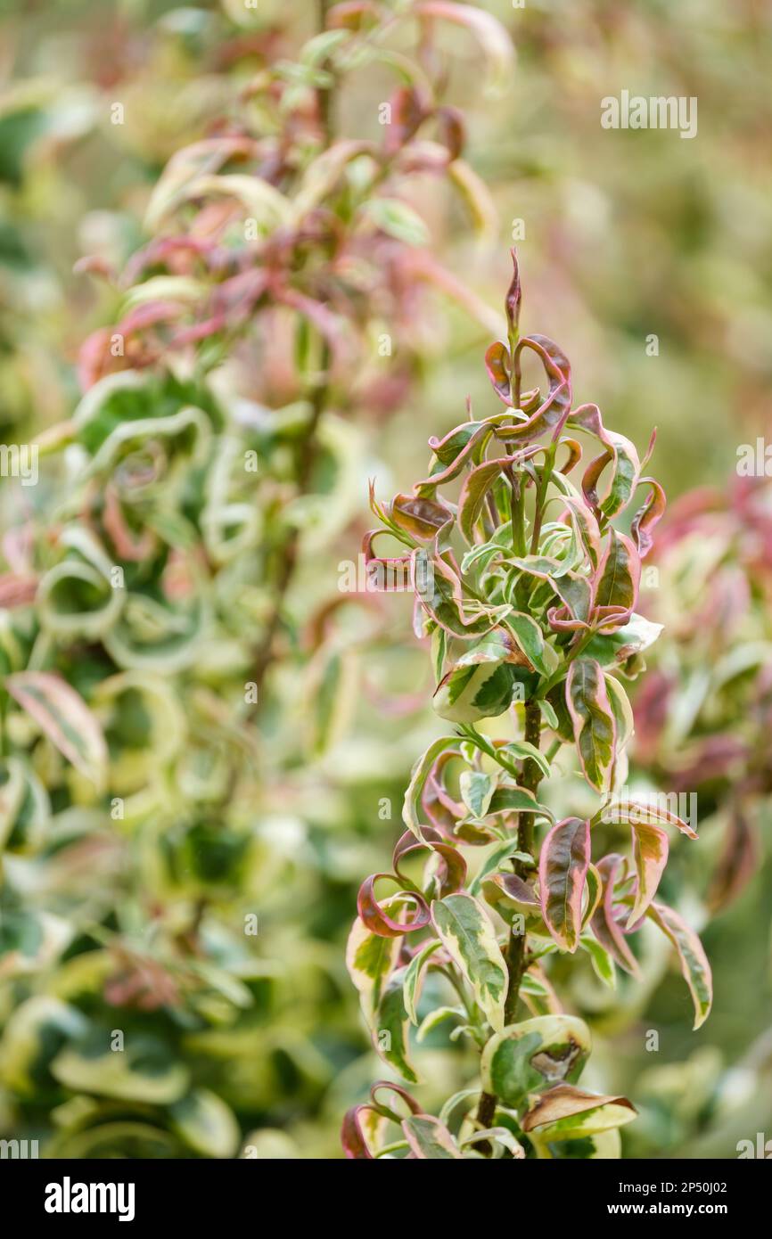 Ligustrum lucidum Curly Wurly, Chinesisch privet Curly Wurly, immergrüner Strauch, gekräuselte Blätter in cremegelbem Flush pink, wenn sie jung sind Stockfoto
