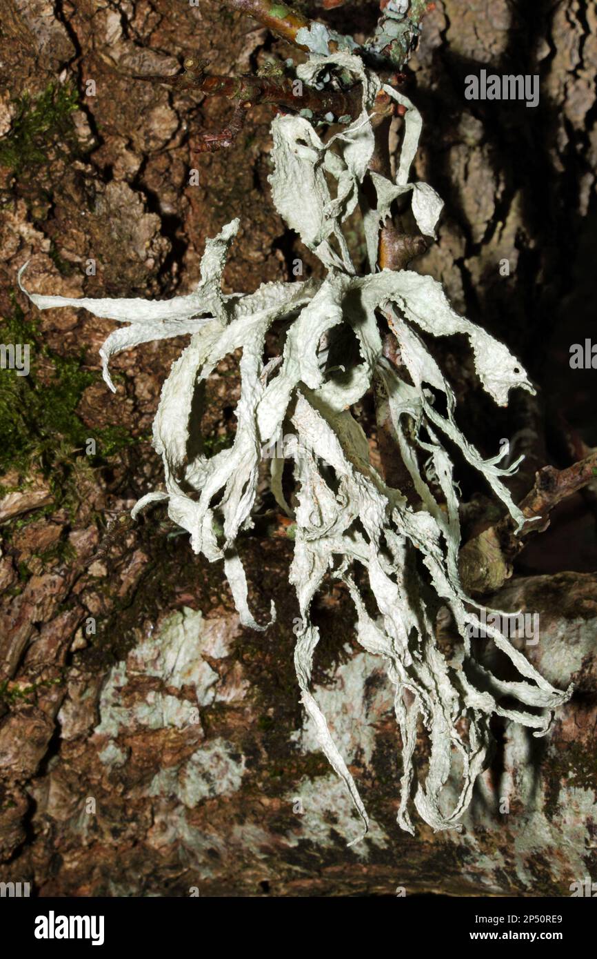 Ramalina fraxinea (Knorpelflechten) ist eine Fruchtflechte, die an der Rinde von Bäumen zu finden ist. Sie findet sich in ganz Europa und Nordamerika. Stockfoto