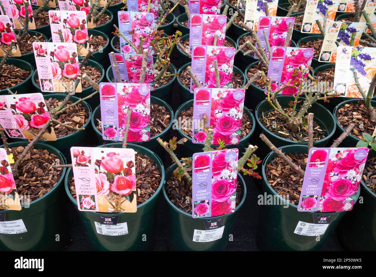 Eine Ausstellung von Home Florist Roses zum Verkauf in einem North Yorkshire Garden Centre im Frühling Stockfoto