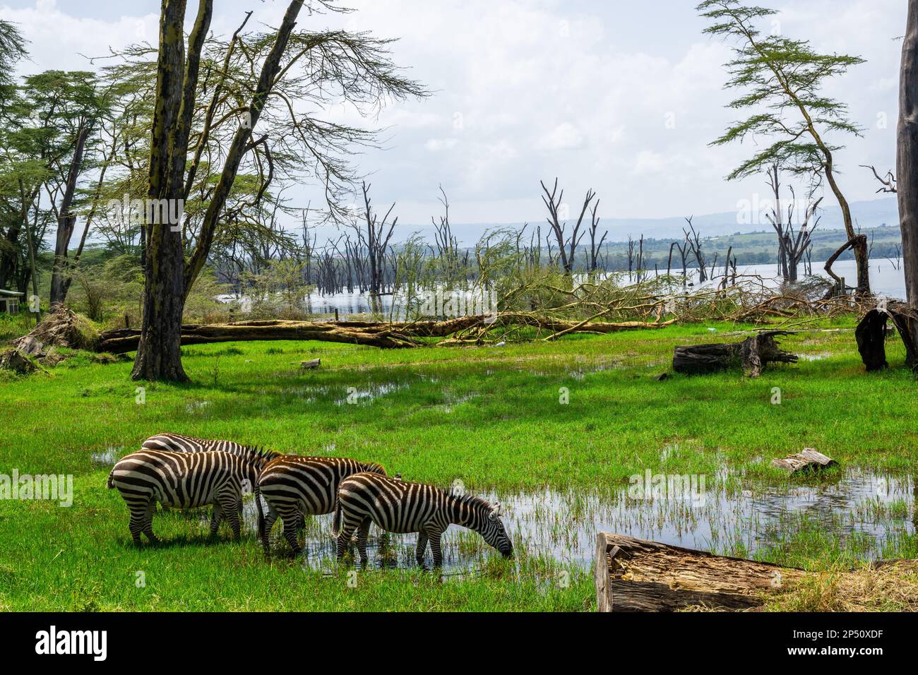 Wunderschöne Landschaft des Sees nakuru mit Zebras-Grasflächen und Trinken im grünen Gras mit Wasser und Bäumen in kenia Stockfoto