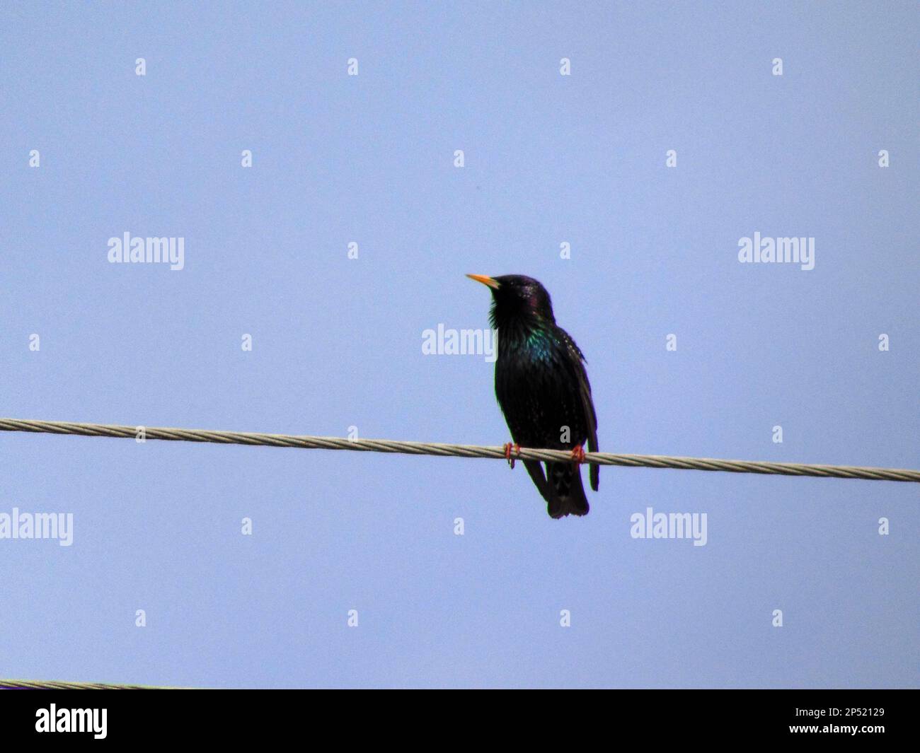 Schwarzer Vogel auf einer Linie Stockfoto