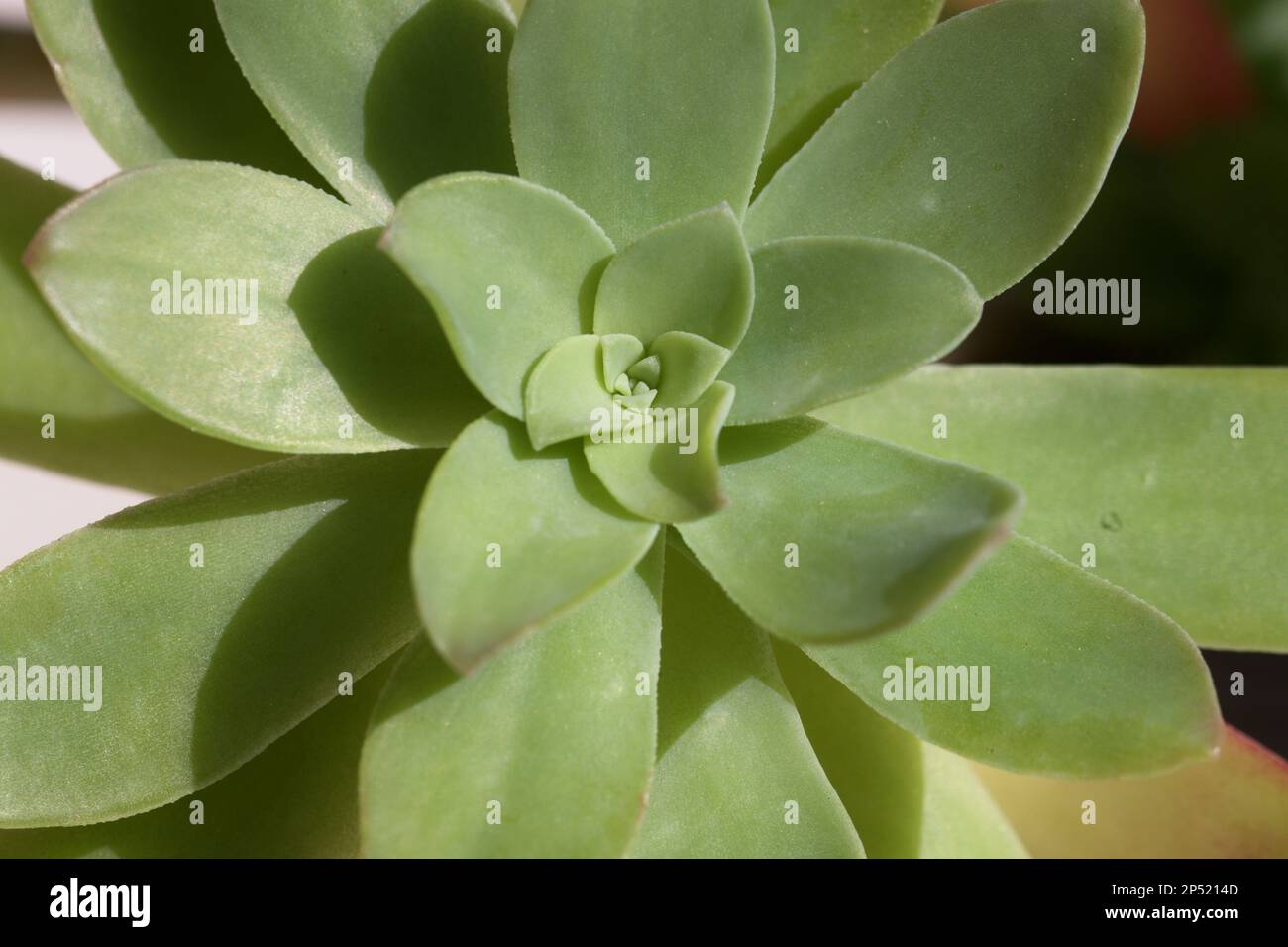 Detail der Blume einer Unsterblichkeit mit grünen Blättern auf neutralem Hintergrund Stockfoto