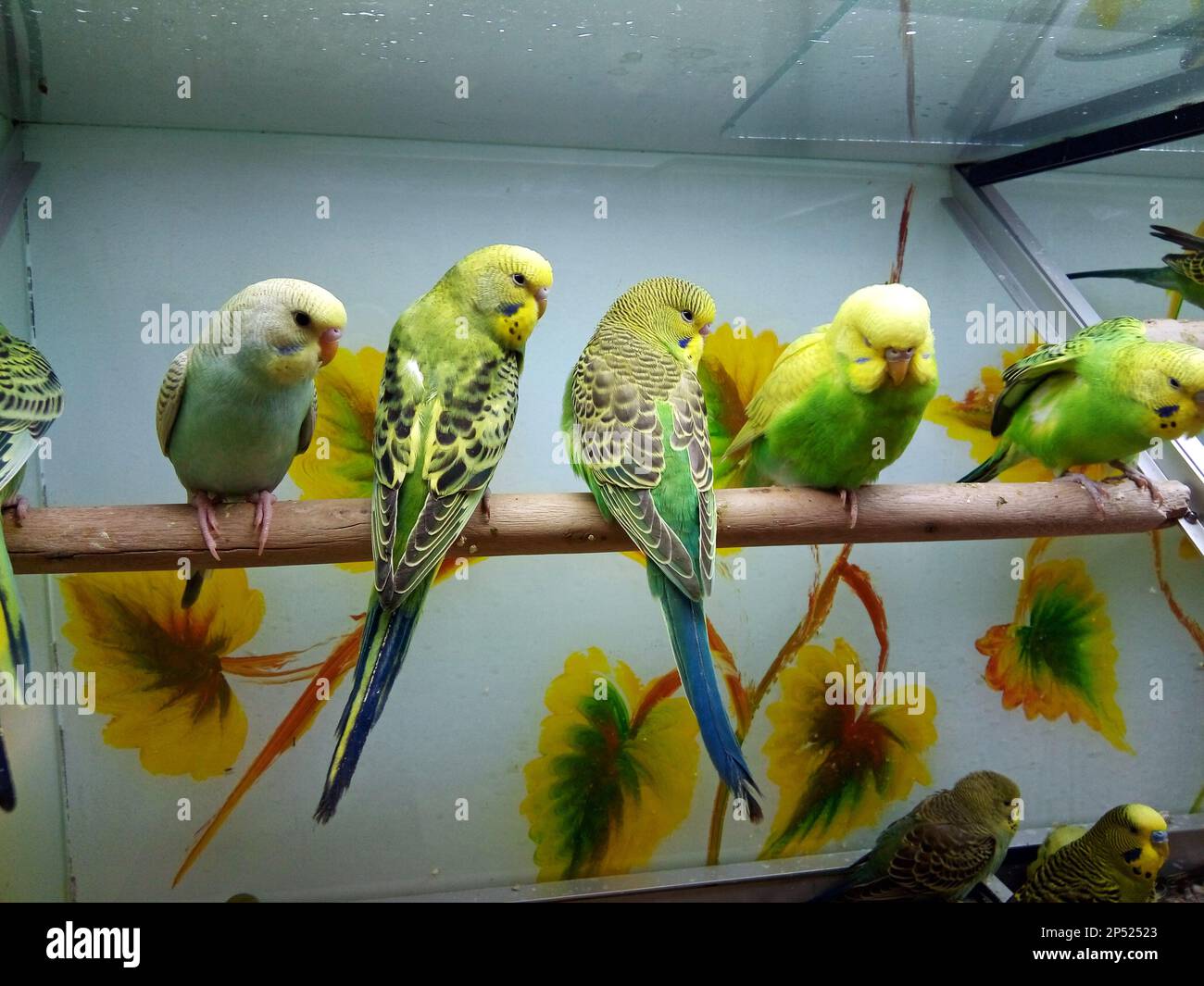 Exotische Vögel im Käfig Stockfoto