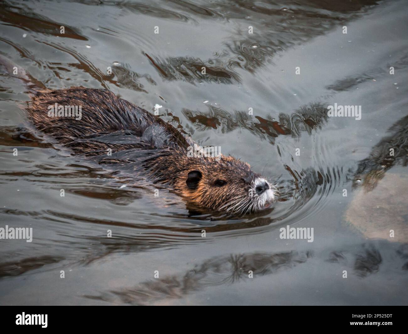 Ein Fluss Nutria schwimmt im Wasser des Flusses. Stockfoto