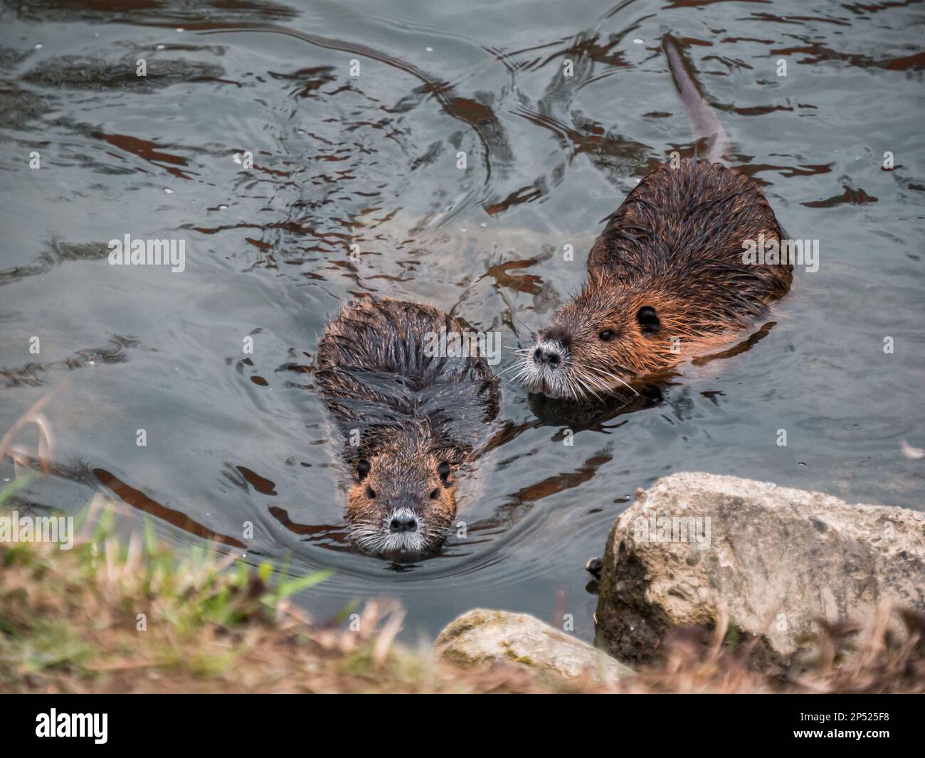 Ein Fluss Nutria schwimmt im Wasser des Flusses. Stockfoto