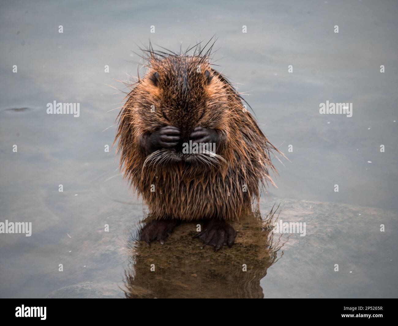 Ein Fluss Nutria reinigt sich am Flussufer. Stockfoto