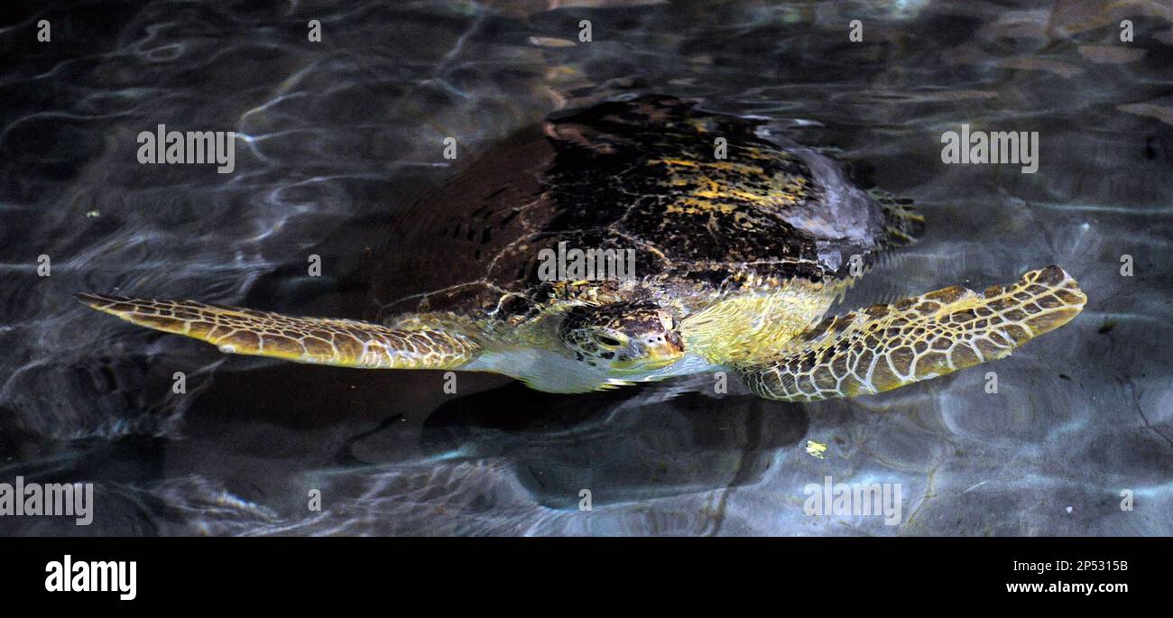 OD, a 320-pound green sea turtle swims in his new home at the Shark Reef Aquarium at the Mandalay Bay Resort and Casino on Thursday, Oct, 3, 2013. OD was captured off the Florida coast, and because of his health problems it was determined that it could not live in the wild. (AP Photo/Las Vegas Review-Journal, David Becker) LOCAL TV OUT; LOCAL INTERNET OUT; LAS VEGAS SUN OUT Stockfoto