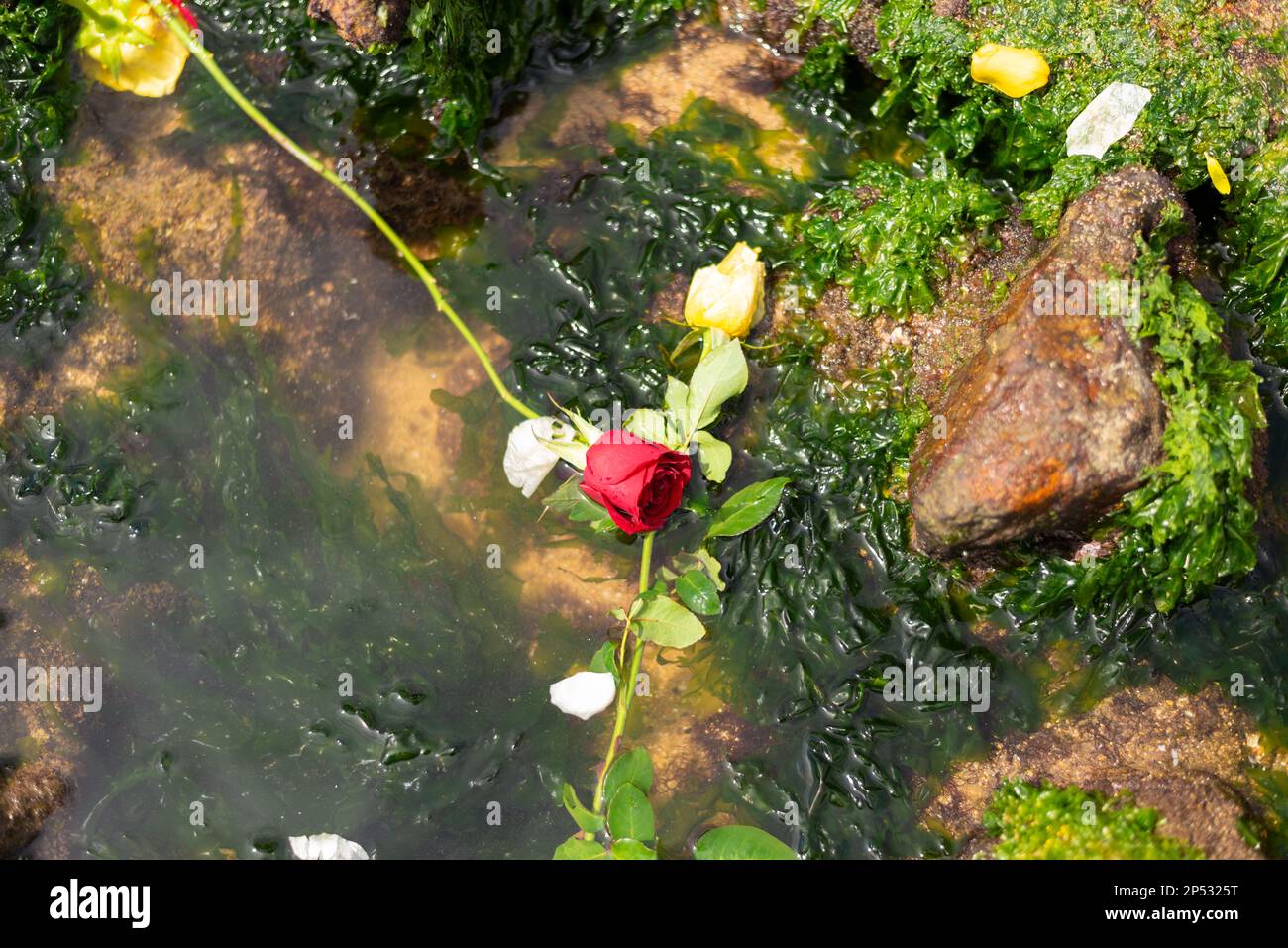 Salvador, Bahia, Brasilien - 02. Februar 2023: Rote und weiße Rosen schwimmen im Wasser am Strand. Eine Hommage an Yemanja. Salvador, Bahia. Stockfoto