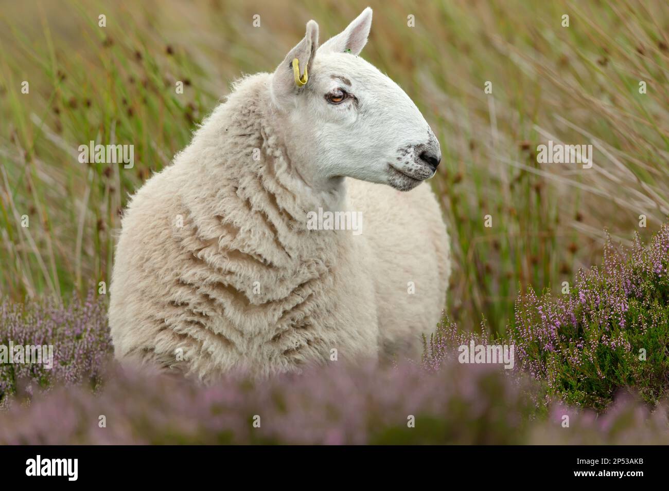 Cheviot Ewe in den Yorkshire Dales, Großbritannien. Er blickte nach rechts und stand im natürlichen grousemoor Habitat mit lila Heidekraut und Schilf. Horizontal. Spa Stockfoto
