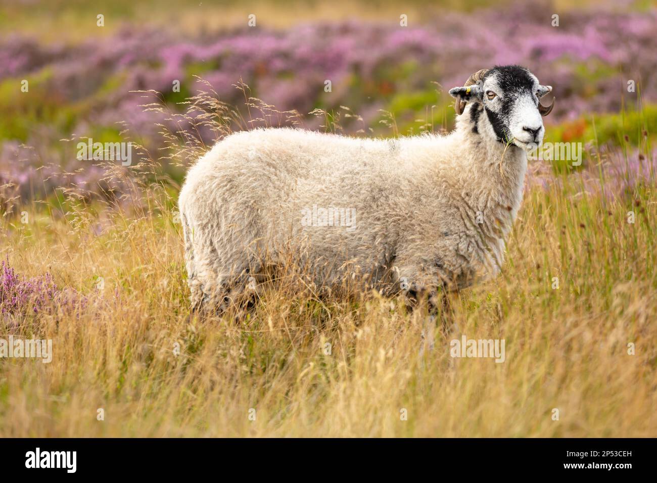 Swaledale-Mutterschafe oder weibliche Schafe, die nach rechts schauen und Gras auf einem Summer Grousemoor in Swaledale, North Yorkshire essen. Diese harte Schafrasse ist nati Stockfoto
