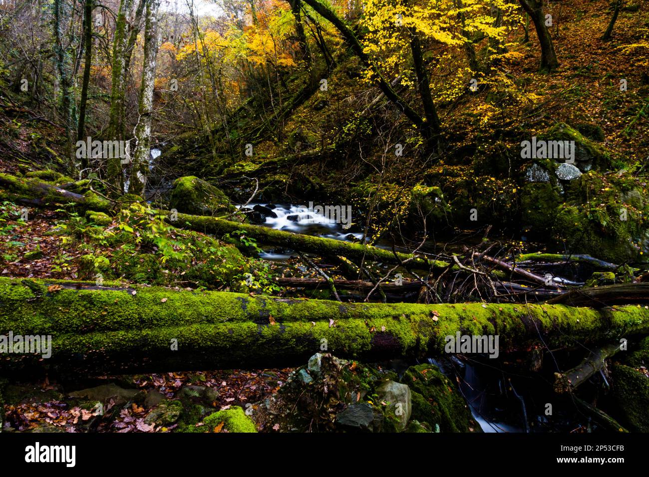 UK Woods im Herbst oder Herbst mit Blättern auf dem Torrent Walk oder Llwybr Clywedog, in der Nähe von Dolgellau, Snowdonia, North Wales, Großbritannien, mit Fluss oder Bach Stockfoto