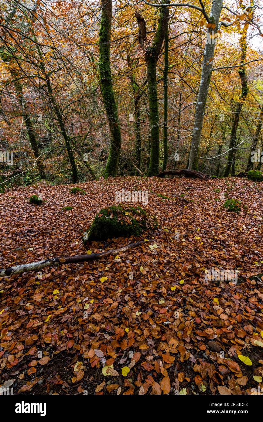 Bäume des Vereinigten Königreichs in Woods im Herbst oder Herbst mit Blättern auf dem Torrent Walk oder Llwybr Clywedog, in der Nähe von Dolgellau, Snowdonia, North Wales, Vereinigtes Königreich, Weitwinkel Stockfoto