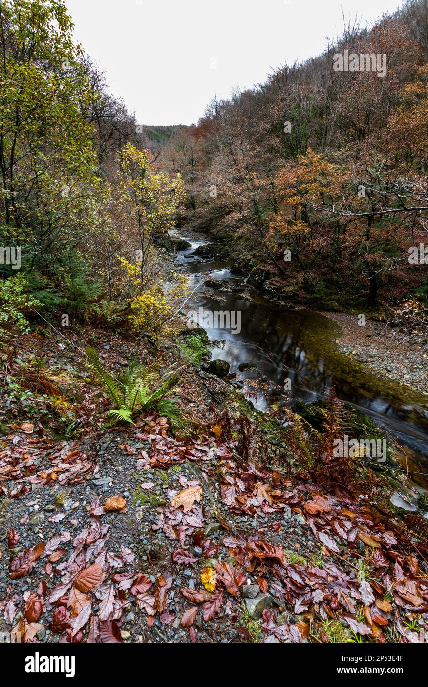 River Afon Mawddach im Coed y Brenin Forest Park im Herbst, Herbst bei Dolgellau, Snowdonia, North Wales, Vereinigtes Königreich, Porträt Stockfoto