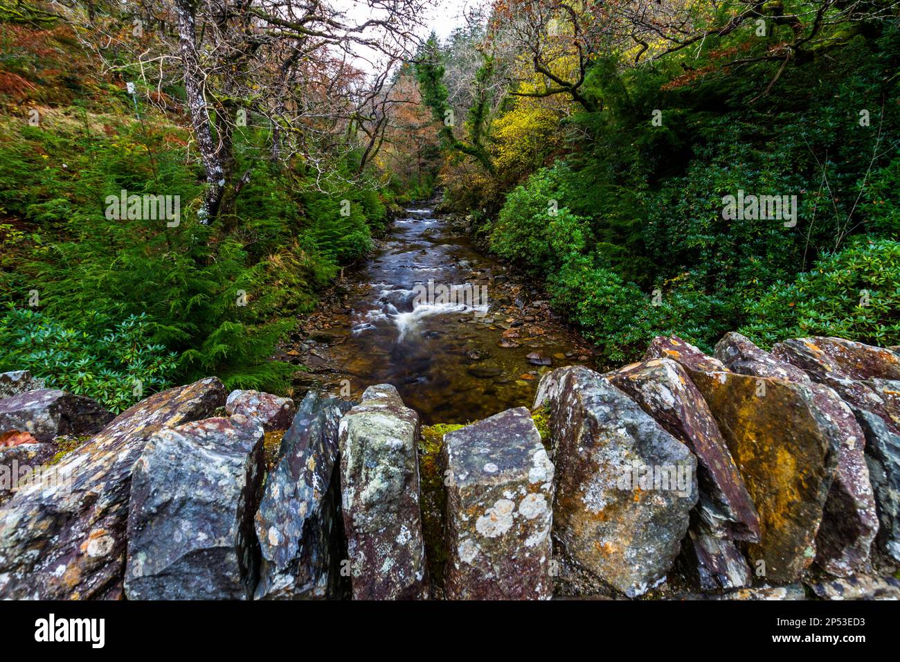 Der britische Fluss im Herbst mit der Spitze der trockenen Steinmauer der Brücke im Vordergrund. Fluss Afon Mawddach im Coed y Brenin Forest Park im Herbst, Herbst in der Nähe von Dolg Stockfoto