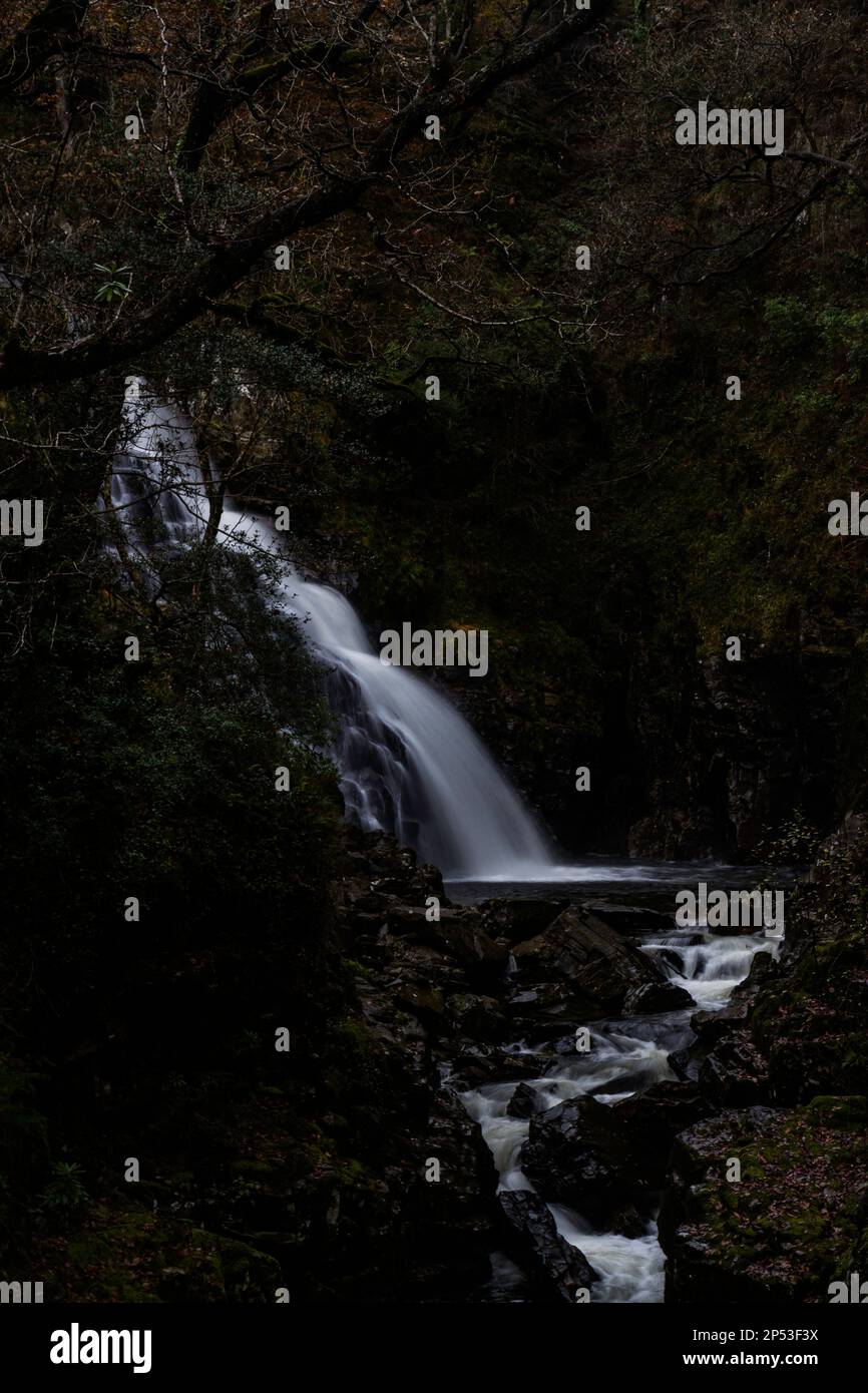 Pistyll y Cain Waterfall im Coed y Brenin Forest Park im Herbst, Herbst, Porträt bei Dolgellau, Snowdonia, Nordwales, Großbritannien, Porträt Stockfoto