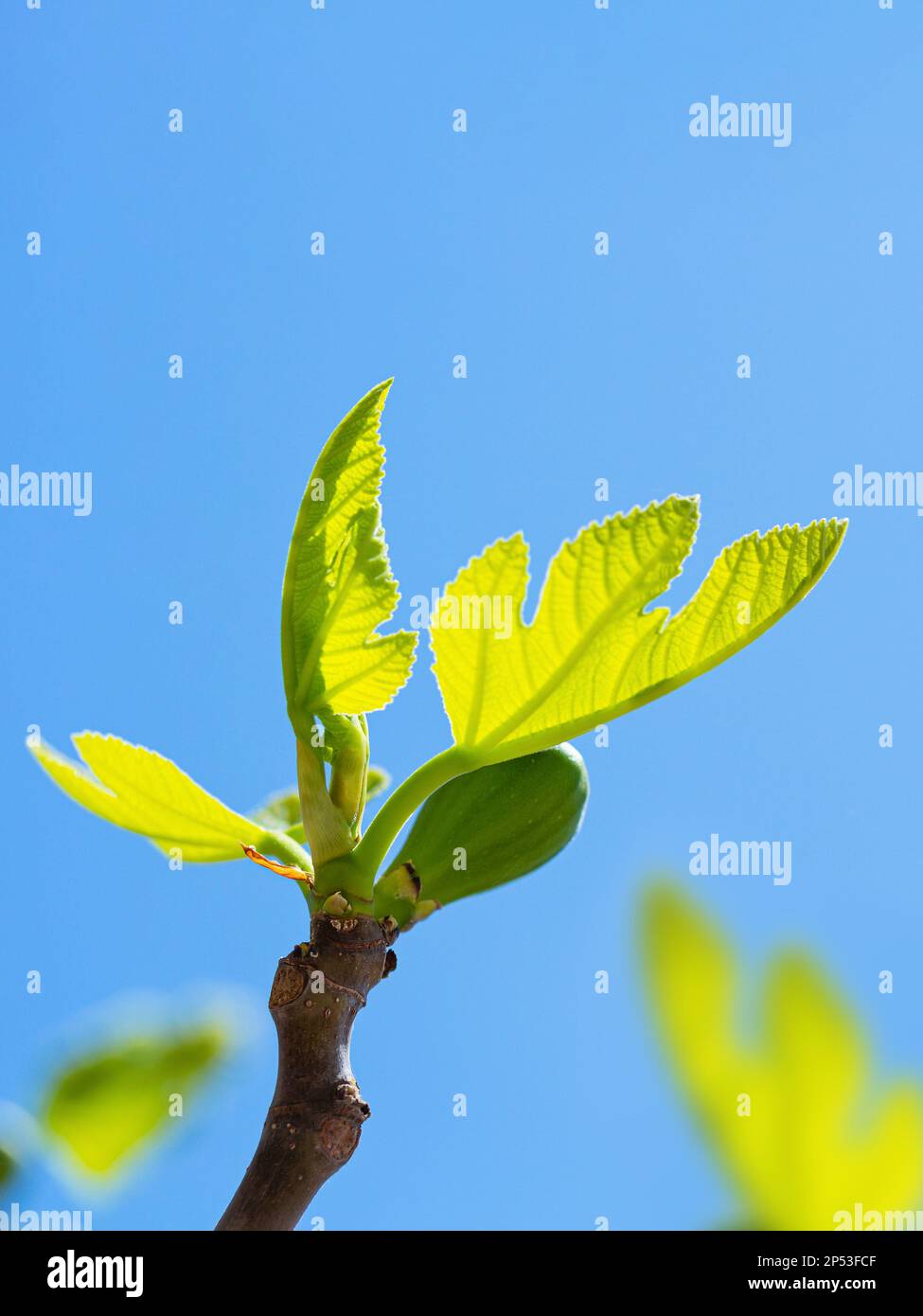 Feigenbaum-Sprossen und grüne Feigen bei sonnigem Frühlingswetter Stockfoto