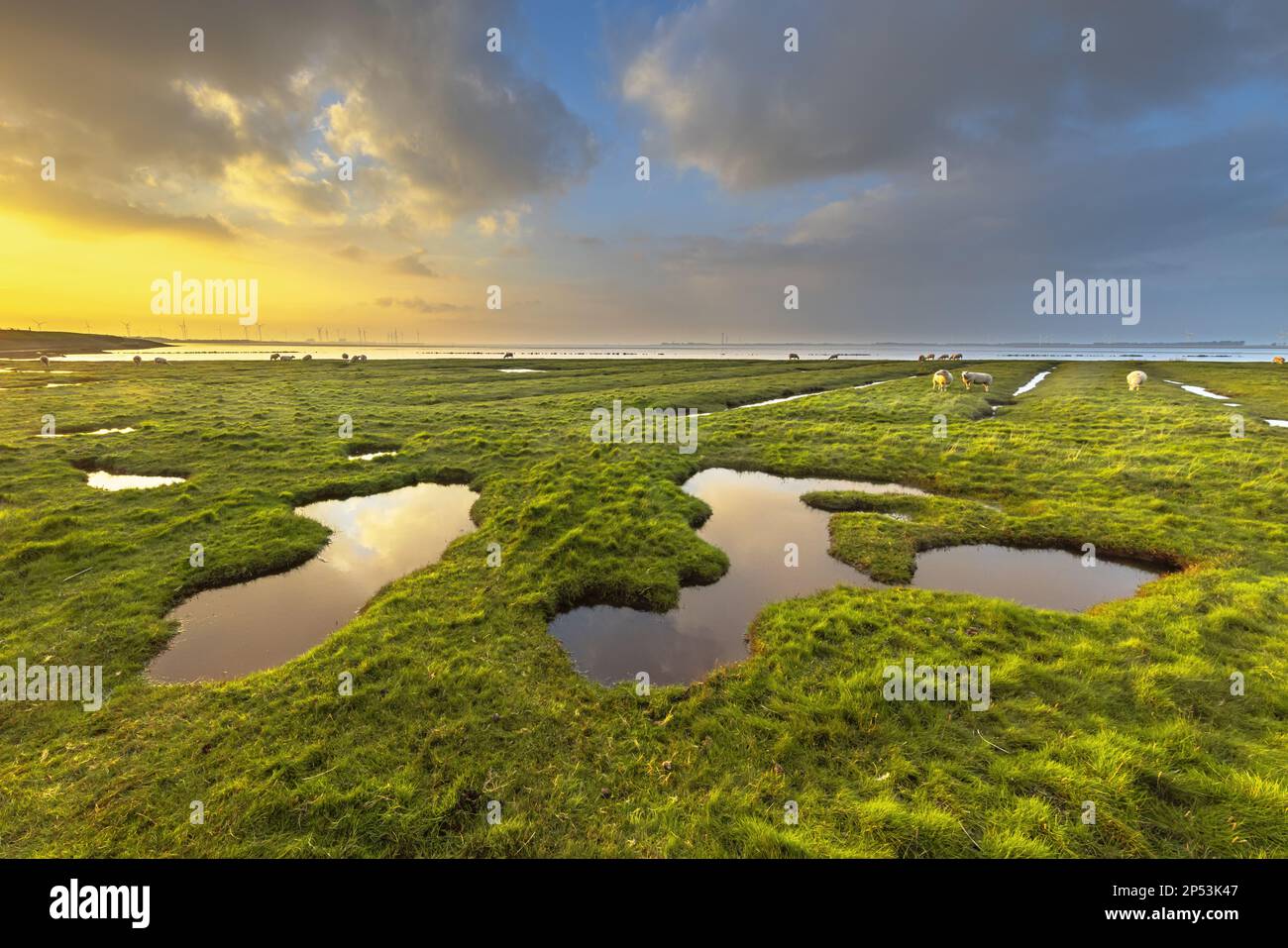 Landgewinnung im Sumpf der Gezeiten Wattenmeer der Punt van Reide im Wattenmeergebiet an der Küste von Groningen in den Niederlanden Stockfoto