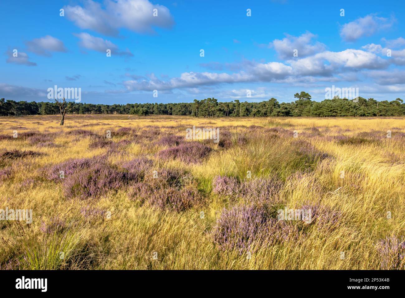 Blühende Heide im Naturschutzgebiet Deelerwoud Veluwe Niederlande. Landschaftsbild der Natur in Europa Stockfoto