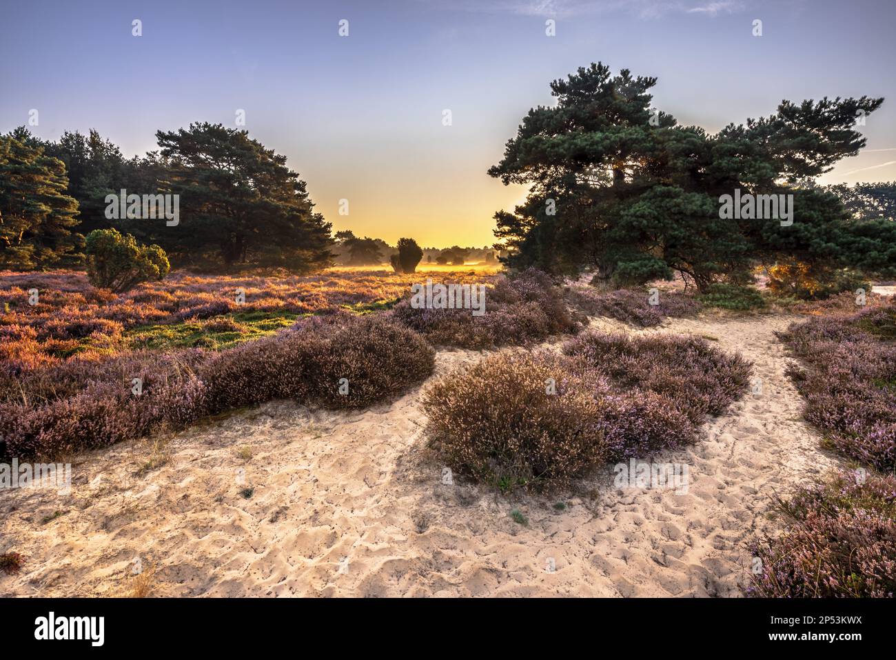 Sonnenaufgang über blühendem Heidenland im Nationalpark Dwingelderveld, Drenthe, Niederlande. Landschaftsbild der Natur in Europa. Stockfoto