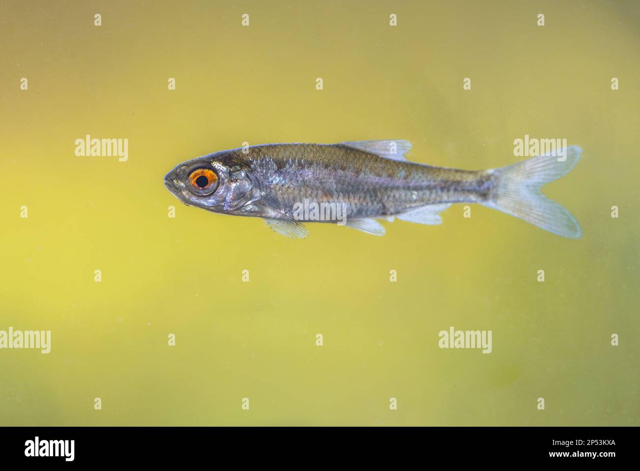 Sunbleak- oder Belica-Süßwasserfische (Leucaspius delineatus). Es hat einen nach oben gedrehten Mund und eine kurze laterale Linie, die sich über sieben bis zehn sc erstreckt Stockfoto