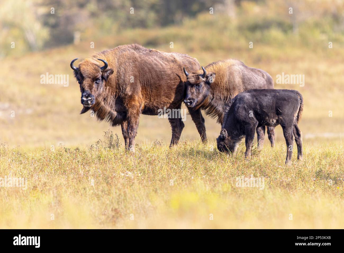 Wisent oder Europäische Bisons (Bison bonasus) im Nationalpark Zuid Kennemerland in den Niederlanden. Wildtiere in Europa. Stockfoto