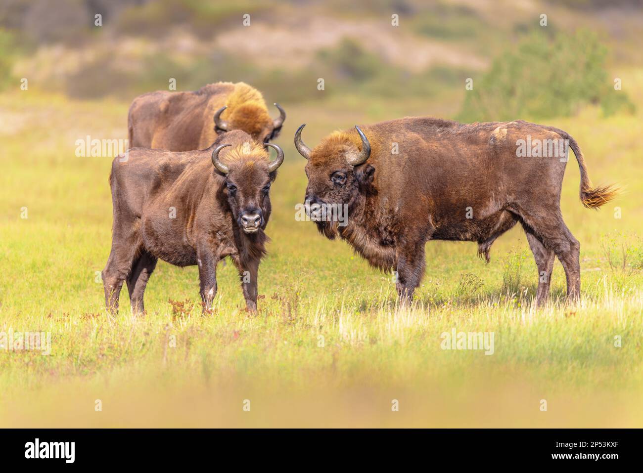Wisent oder Europäische Bisons (Bison bonasus) im Nationalpark Zuid Kennemerland in den Niederlanden. Wildtiere in Europa. Stockfoto