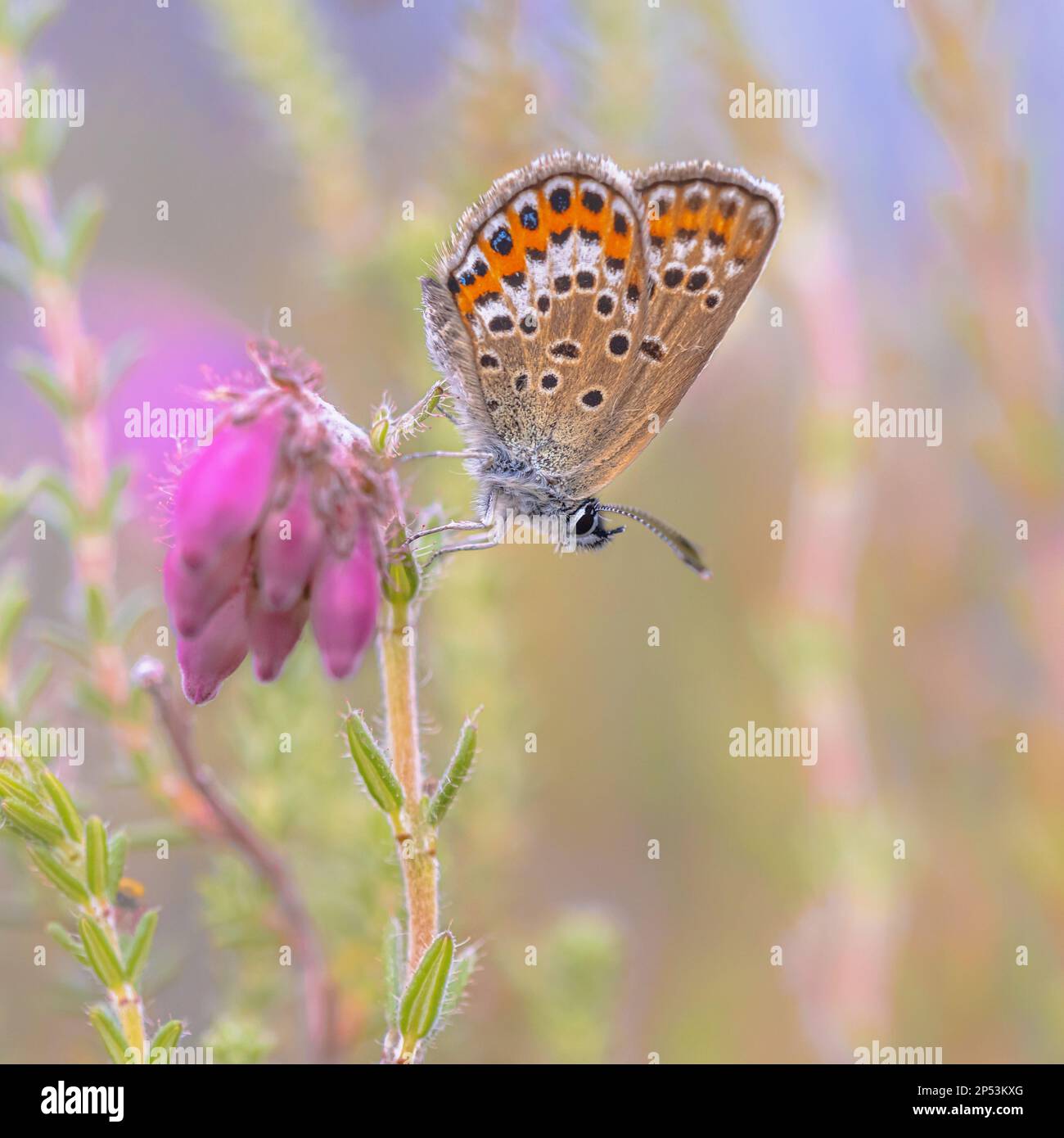 Blauer Schmetterling mit silbernen Nieten (Plebeius argus), der mit geschlossenen Flügeln auf Heide (Erica tetralix) in natürlichem Heidegebiet ruht. Drenthe, Niederlande. Stockfoto