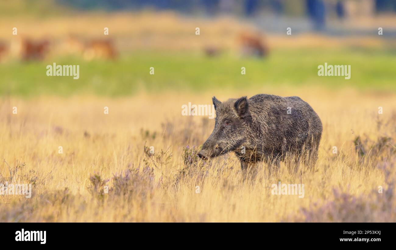 Wildschwein (Sus scrofa). Dieses Tier ist ein Suid, der in vielen Teilen Eurasiens und Nordafrikas beheimatet ist und in Amerika und Ozeanien eingeführt wurde. Stockfoto