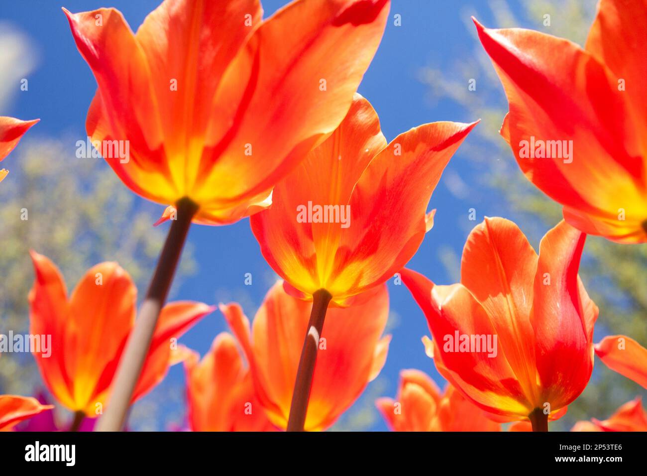 Kräftige orangefarbene Tulpen (Tulipa) vor einem leuchtend blauen Himmel, aus einer anderen Perspektive gesehen, mit Blick unter den Blumen. Stockfoto