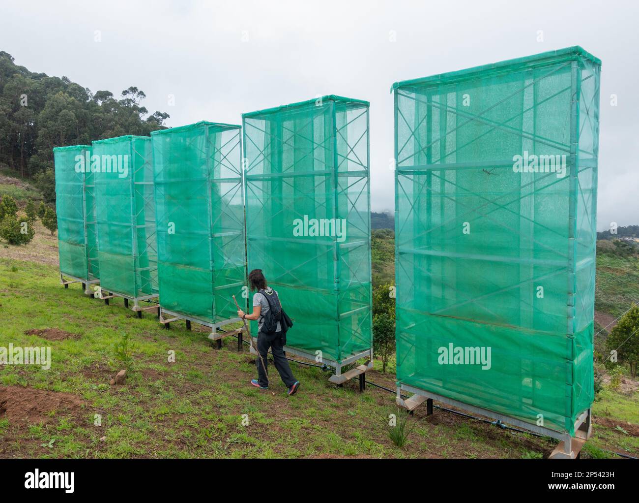 Wolkenernte, Nebelfänger, Netze, Netze, die zur Wassergewinnung aus niedrigen Wolken/Nebel/Nebel in den Bergen auf Gran Canaria, Kanarische Inseln, Spanien verwendet wurden Stockfoto