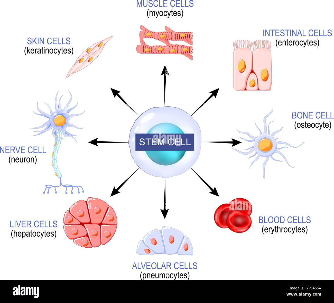 Stammzellen einer Blastozyste, die zu jeglichem Gewebe im Körper werden kann. Zum Beispiel: neuron, Osteozyten, Enterozyten, Erythrozyten, Myozyten, Stock Vektor