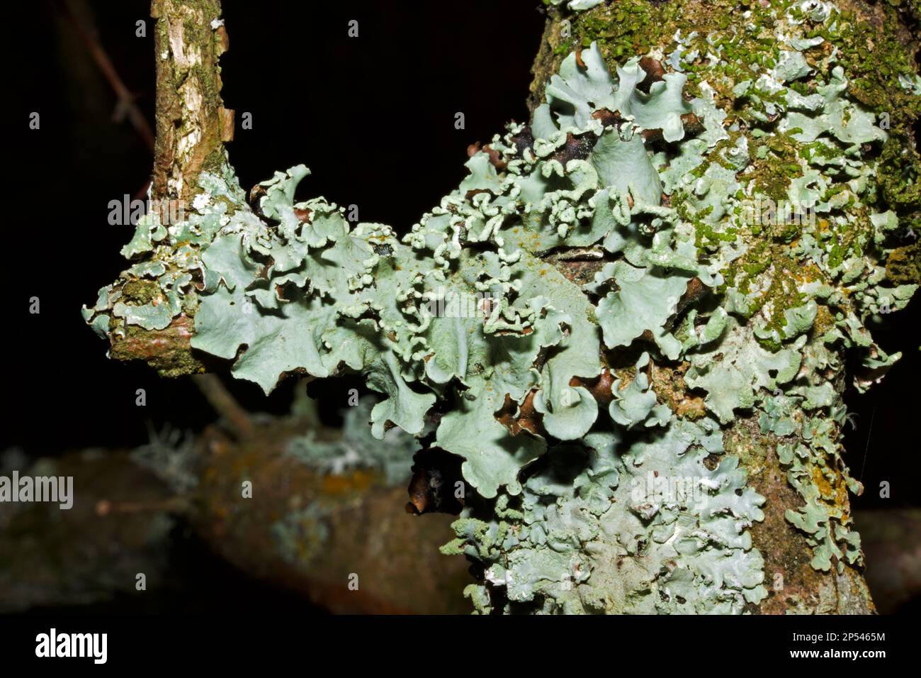 Parmotrema perlatum findet man in der Regel auf Bäumen, aber auch auf Felsen. Sie tritt in den gemäßigten nördlichen und südlichen Hemisphären auf. Stockfoto