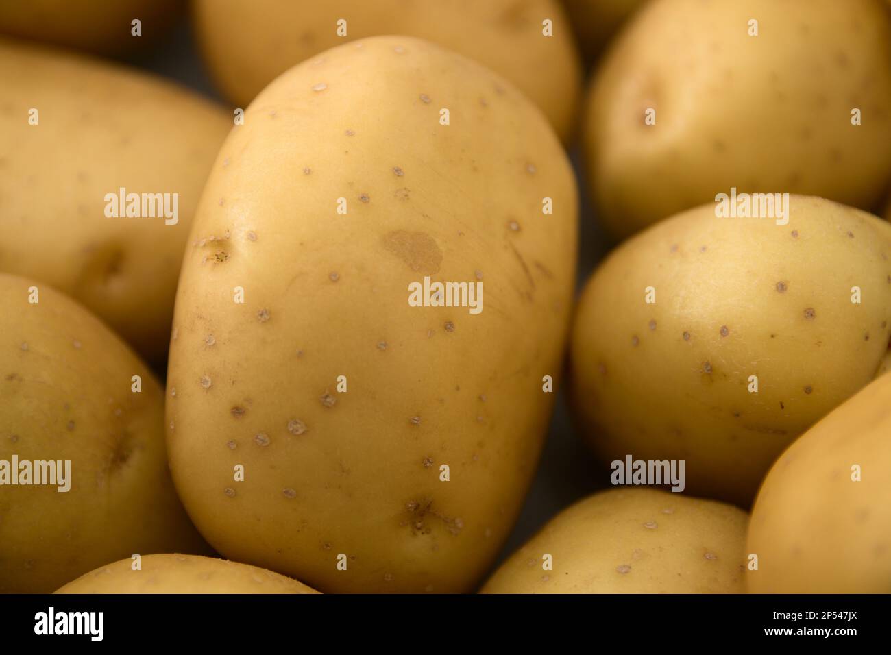 Detail einer Gruppe weißer Kartoffeln, die die gesamte Breite des Bildes einnehmen Stockfoto