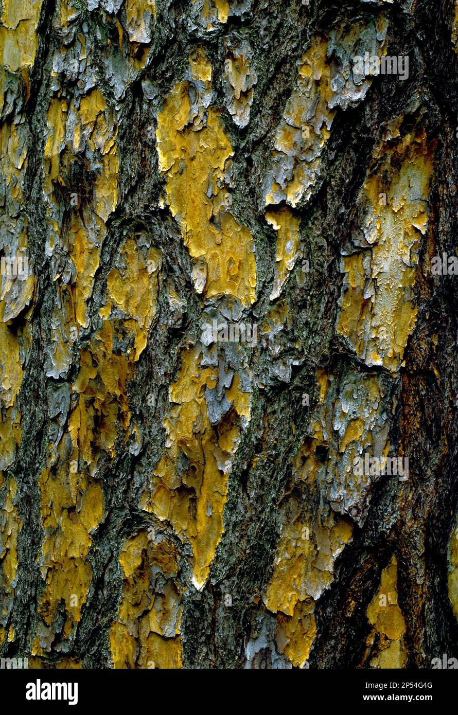 Nahaufnahme der Rinde von Shortleaf Pine, Pinus echinata Stockfoto