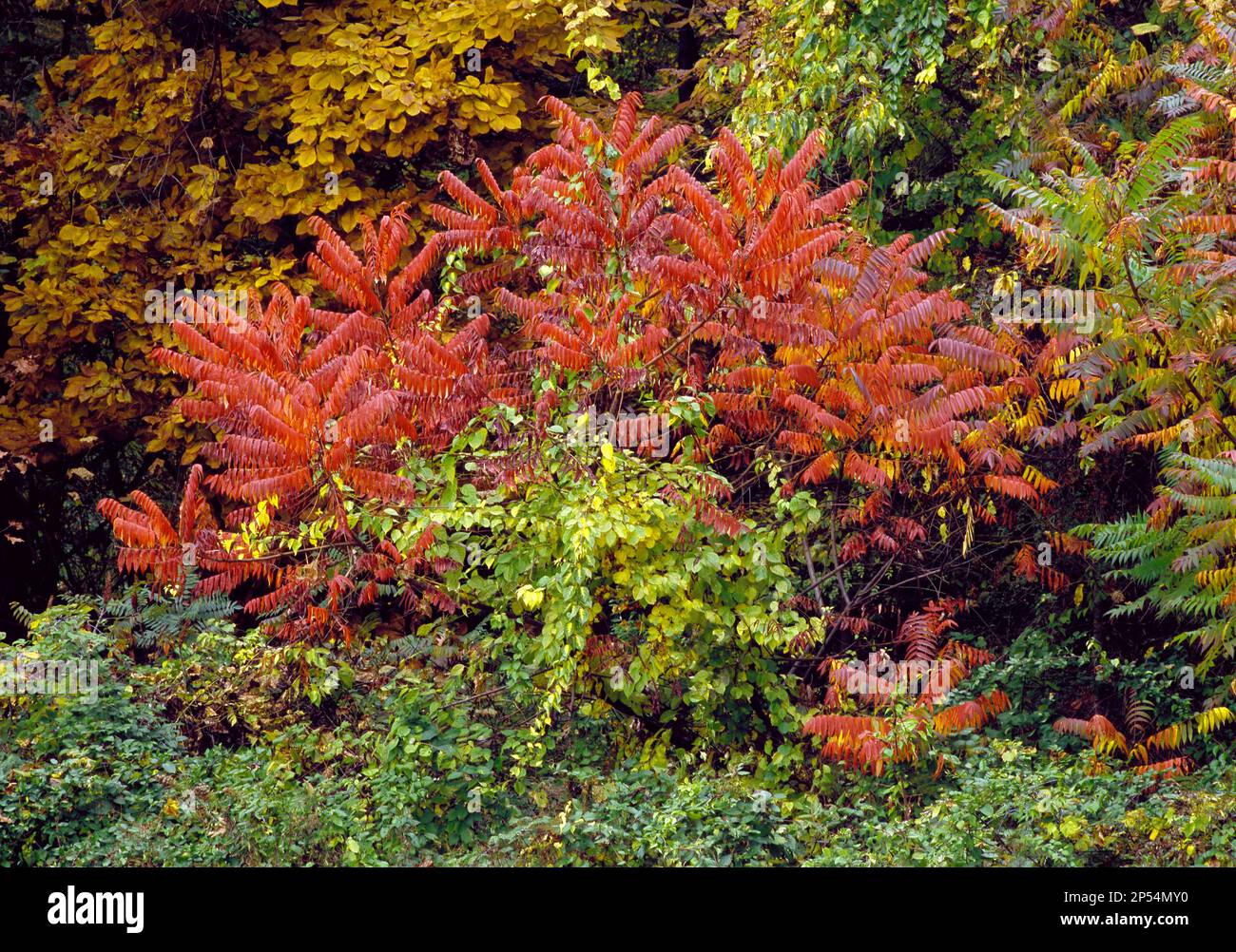Im Erie Bluffs State Park, Pennsylvania, präsentiert Stashorn Sumac Herbstfarben Stockfoto Im Erie Bluffs State Park, Pennsylvania, präsentiert Stashorn Sumac Herbstfarben Stockfoto