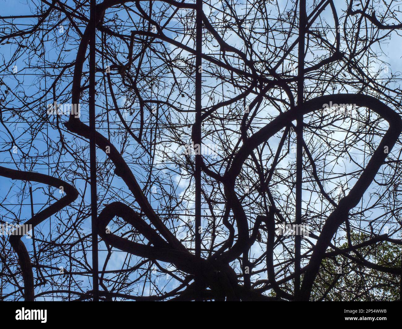 Baumzweige im botanischen Garten La Concepcion de Málaga Stockfoto