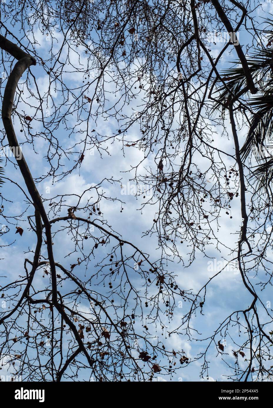 Baumzweige im botanischen Garten La Concepcion de Málaga Stockfoto
