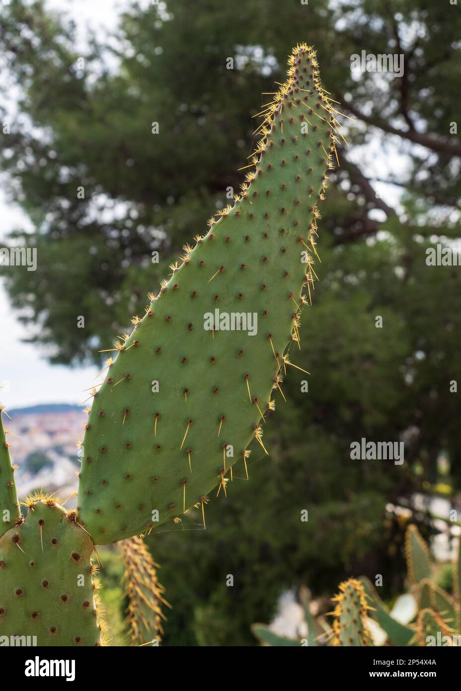 Stachelbirnen-Kaktus im botanischen Garten von La Concepcion de Málaga Stockfoto