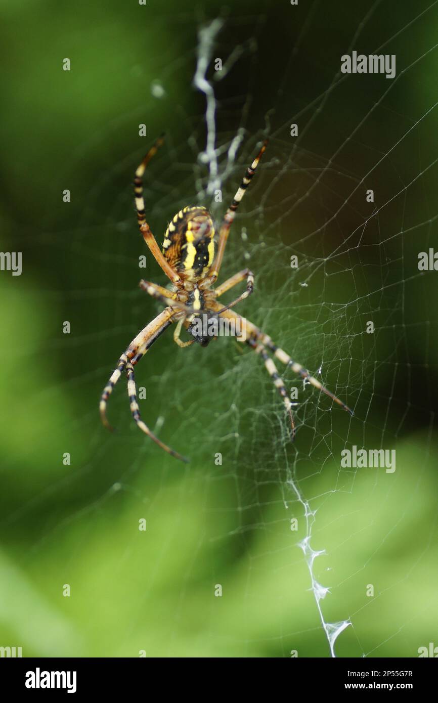 Macro Photo Argiope bruennichi, Zebraspinne, Tigerspinne Stockfoto