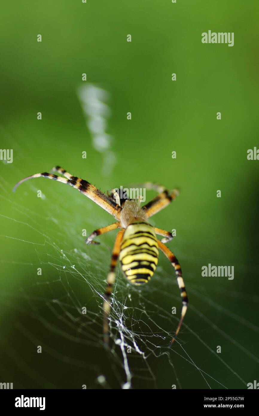 Macro Photo Argiope bruennichi, Zebraspinne, Tigerspinne Stockfoto
