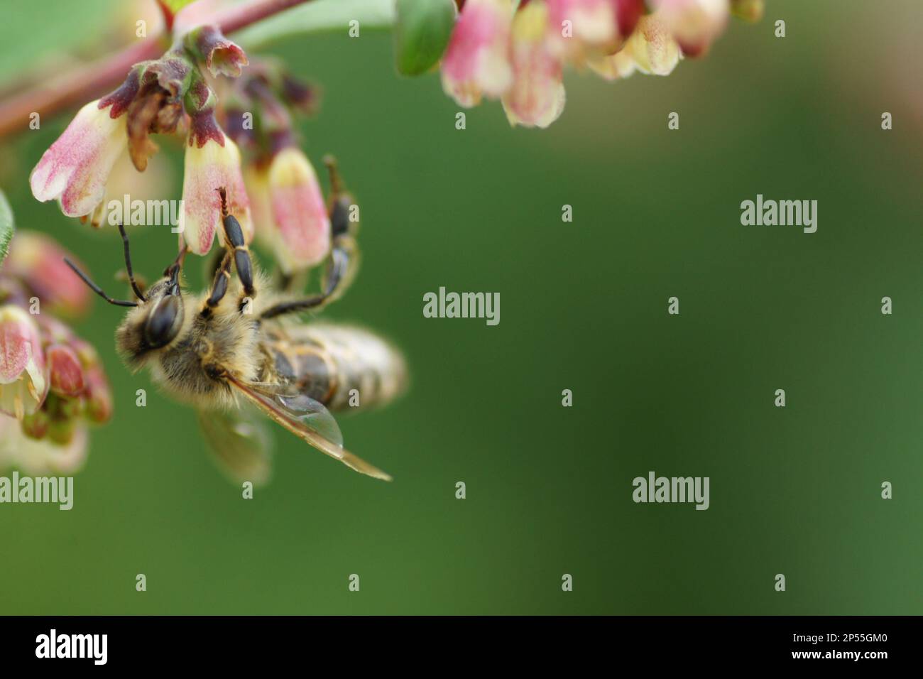 APIs melifera auf einem Blütenmakro Stockfoto