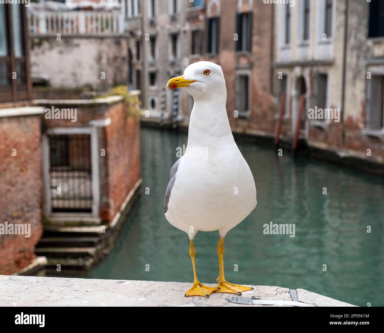 Gelbbeinmöwe (Larus michahellis) hoch oben auf einer Brücke über einen Kanal in Venedig, Italien Stockfoto