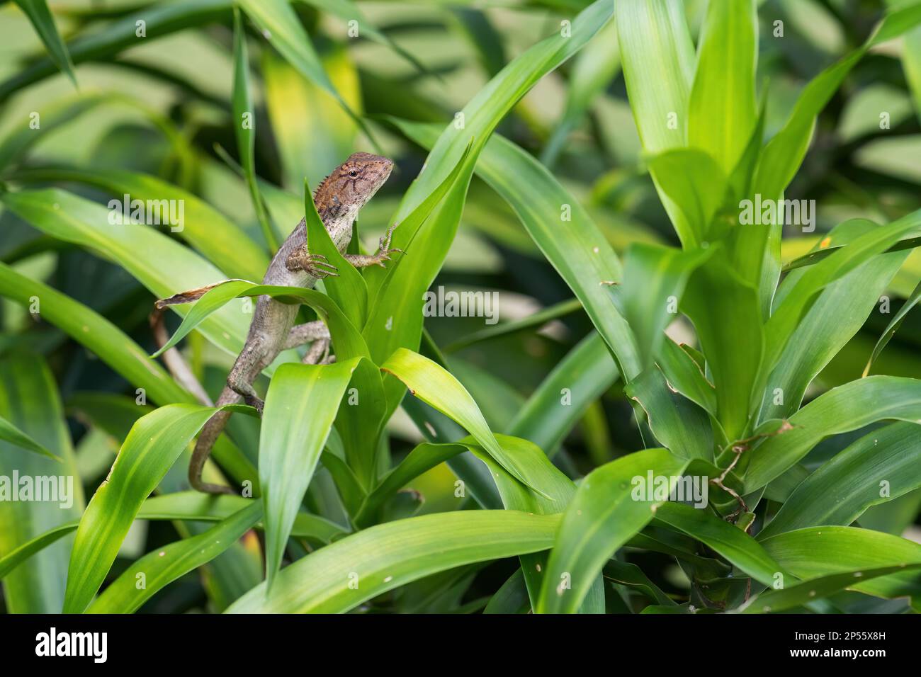 Oriental Garden Eidechse - Calotes Vertikcolor, farbenfrohe wechselbare Eidechse aus asiatischen Wäldern und Büschen, Malaysia. Stockfoto