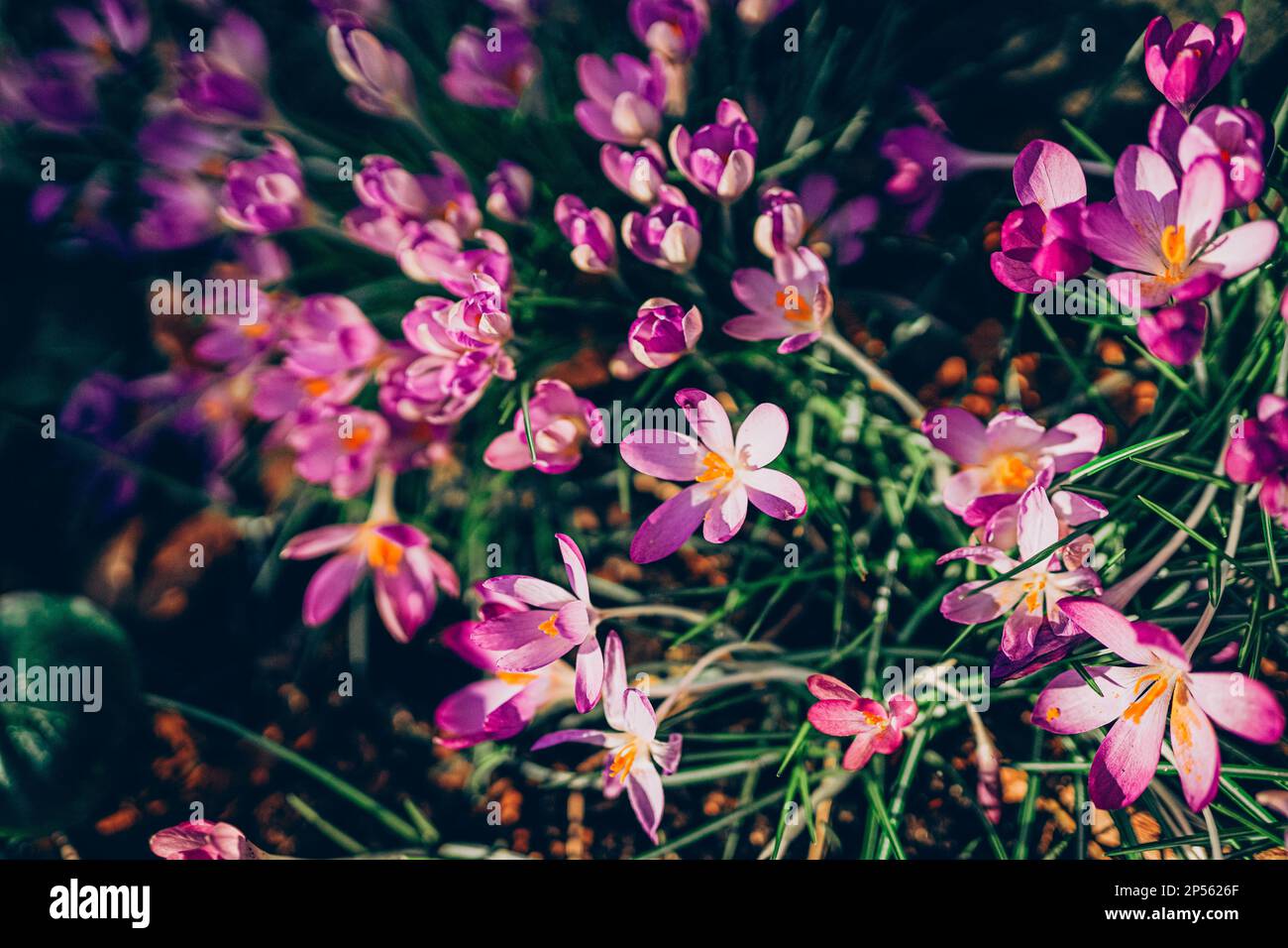 Lila Krokusblüten im Frühling. Hochwertiges Foto. Wunderschöne violette Hintergrundee mit Blumen. Stockfoto