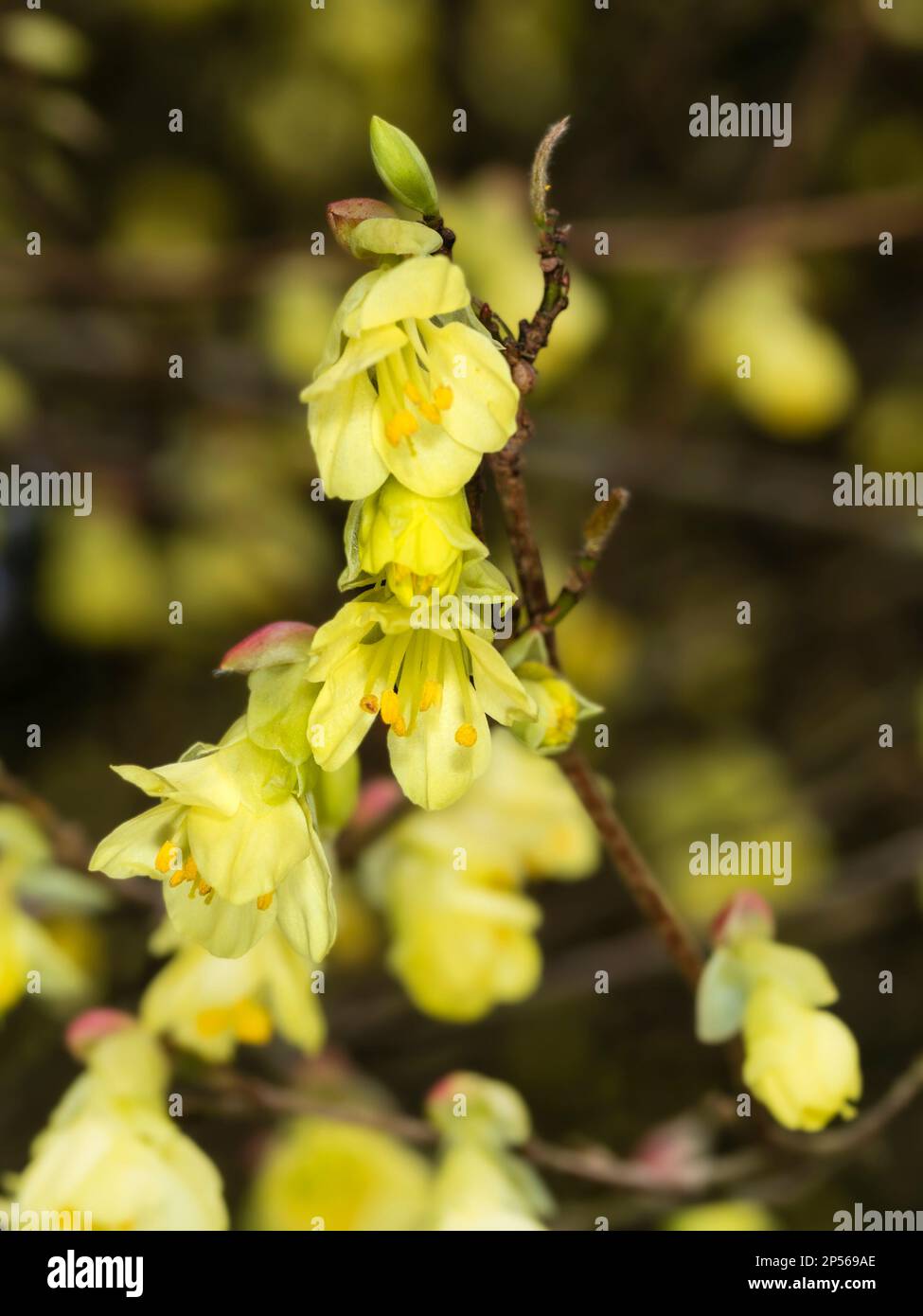 Blassgelbe Frühlingsblumen des harten Strauchs Corylopsis pauciflora Stockfoto